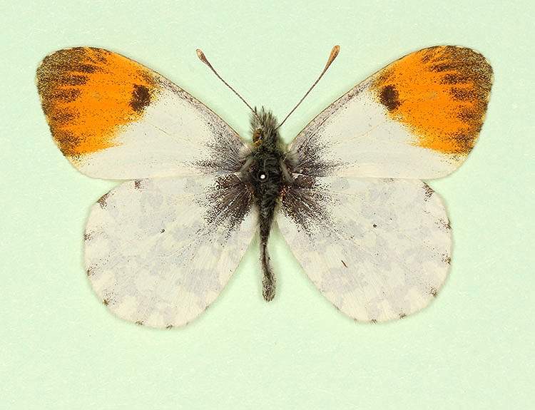 Anthocharis cardamines male (aberrant form striata 3) (Internet Image property of respective owner, non-commercial use only)